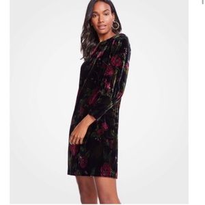 Ann Taylor Cuffed Floral Velvet Shift Dress Size 8